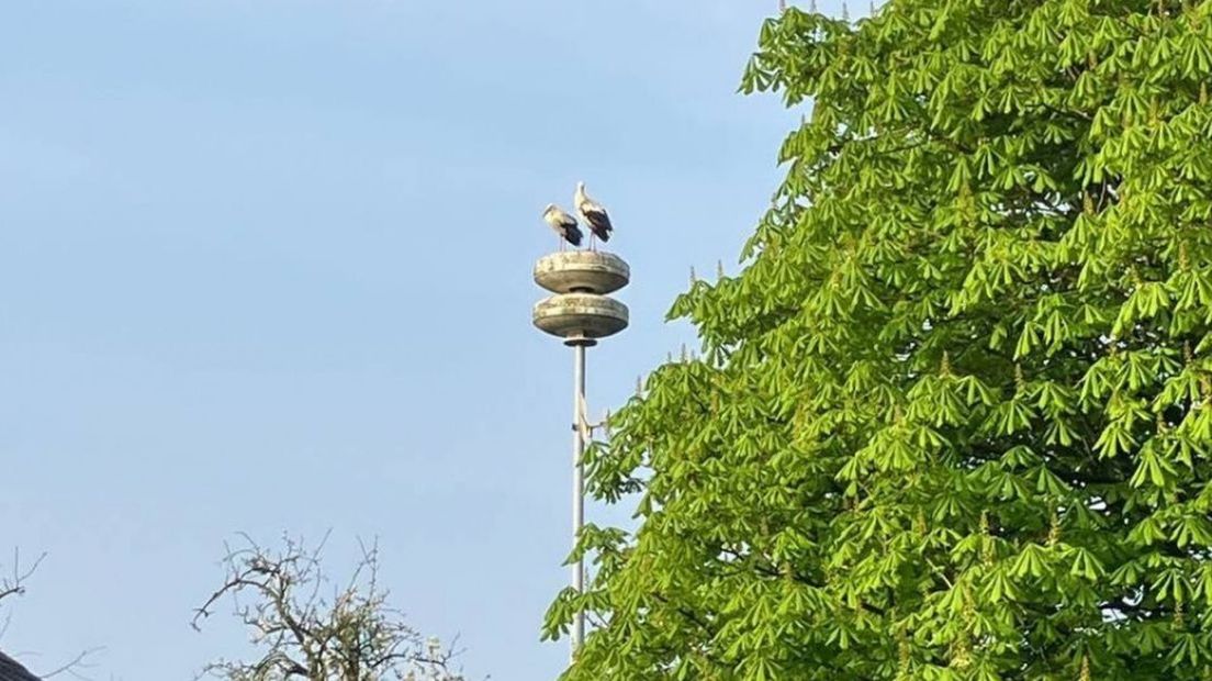 De ooievaars op het luchtalarm bij de school in Alem