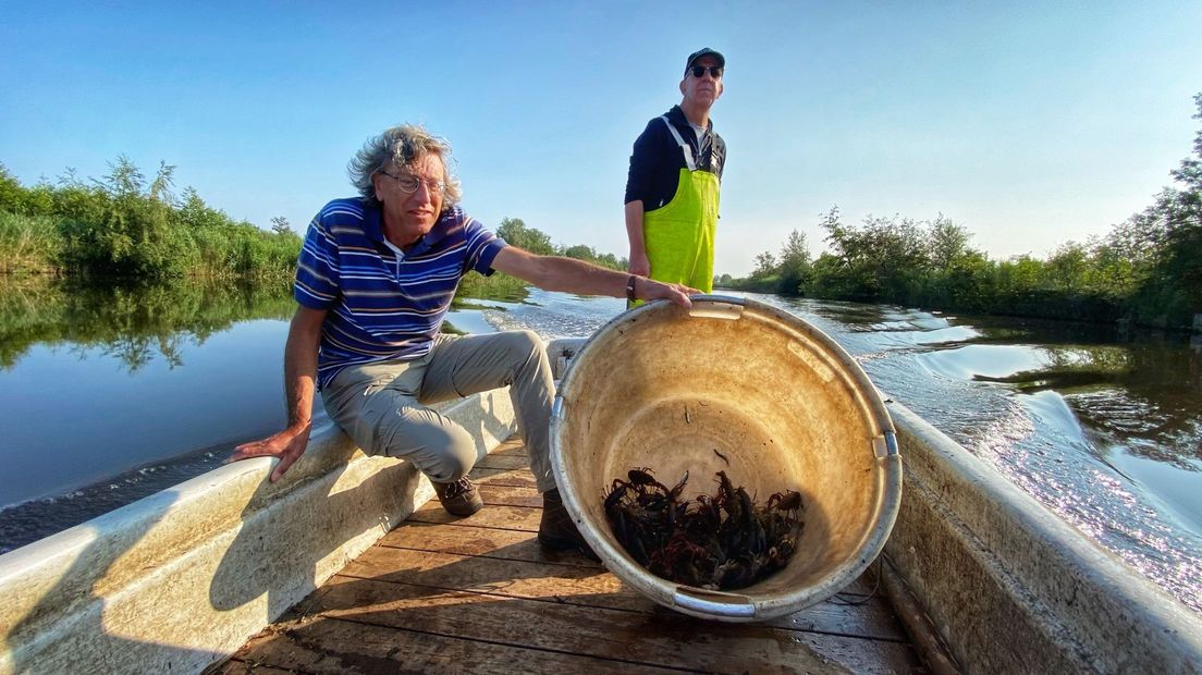 In de afgelopen weken is er al ongeveer 2000 kilo aan rivierkreeften gevangen