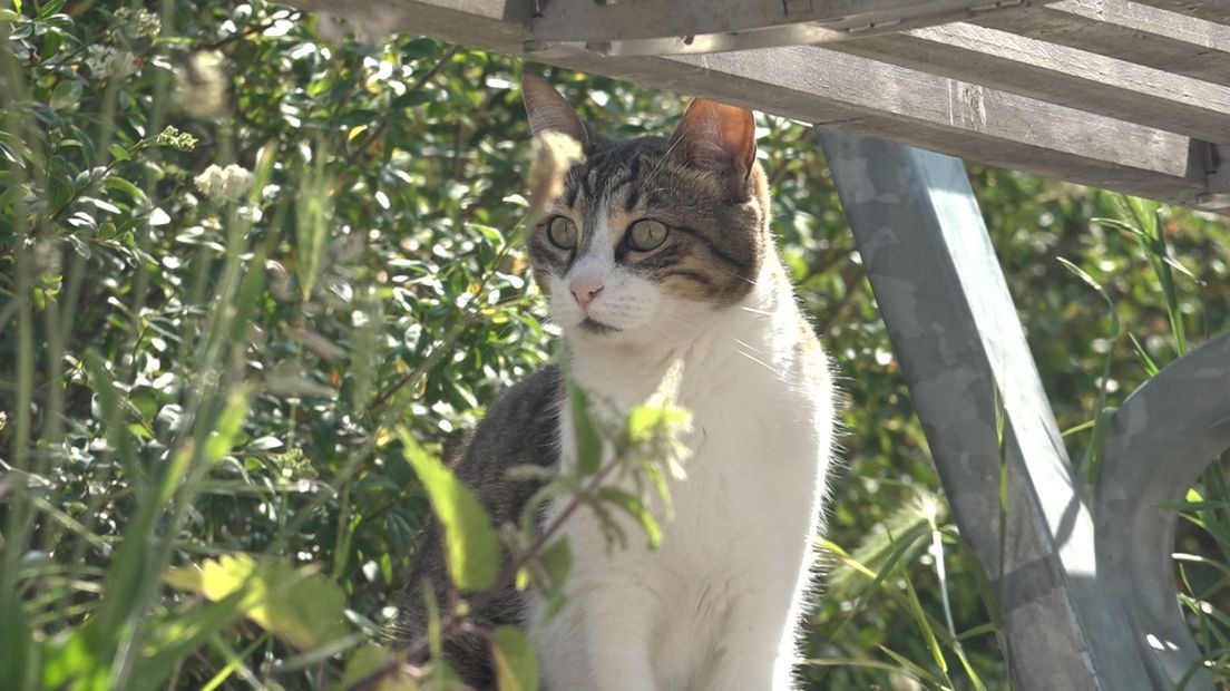 Vrijwilligers zijn poepende katten in Leidse speeltuin helemaal beu