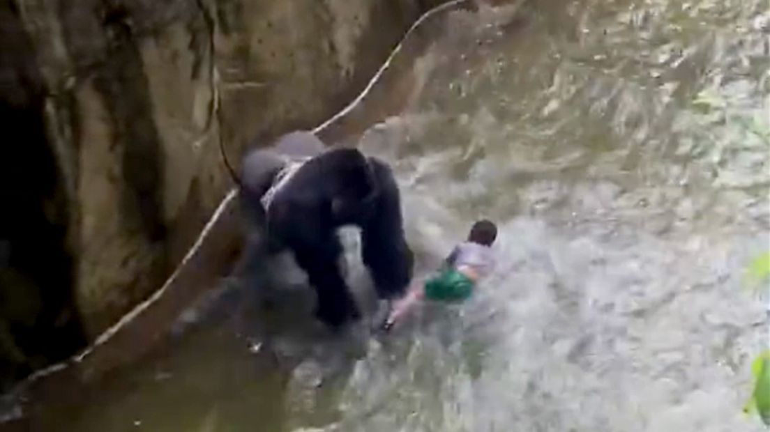Het incident in het gorillaverblijf werd door een omstander gefilmd.