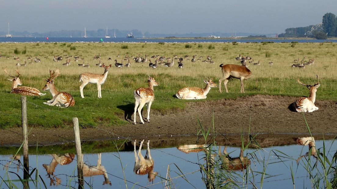 Toestemming voor afschieten van honderden damherten op Haringvreter