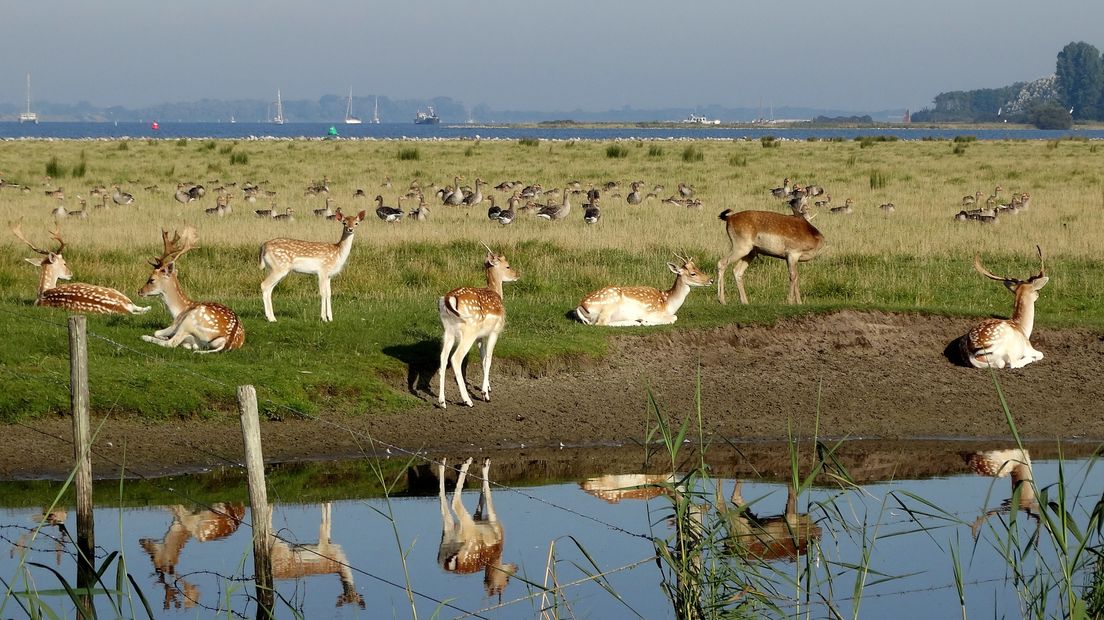 Herten op Haringvreter