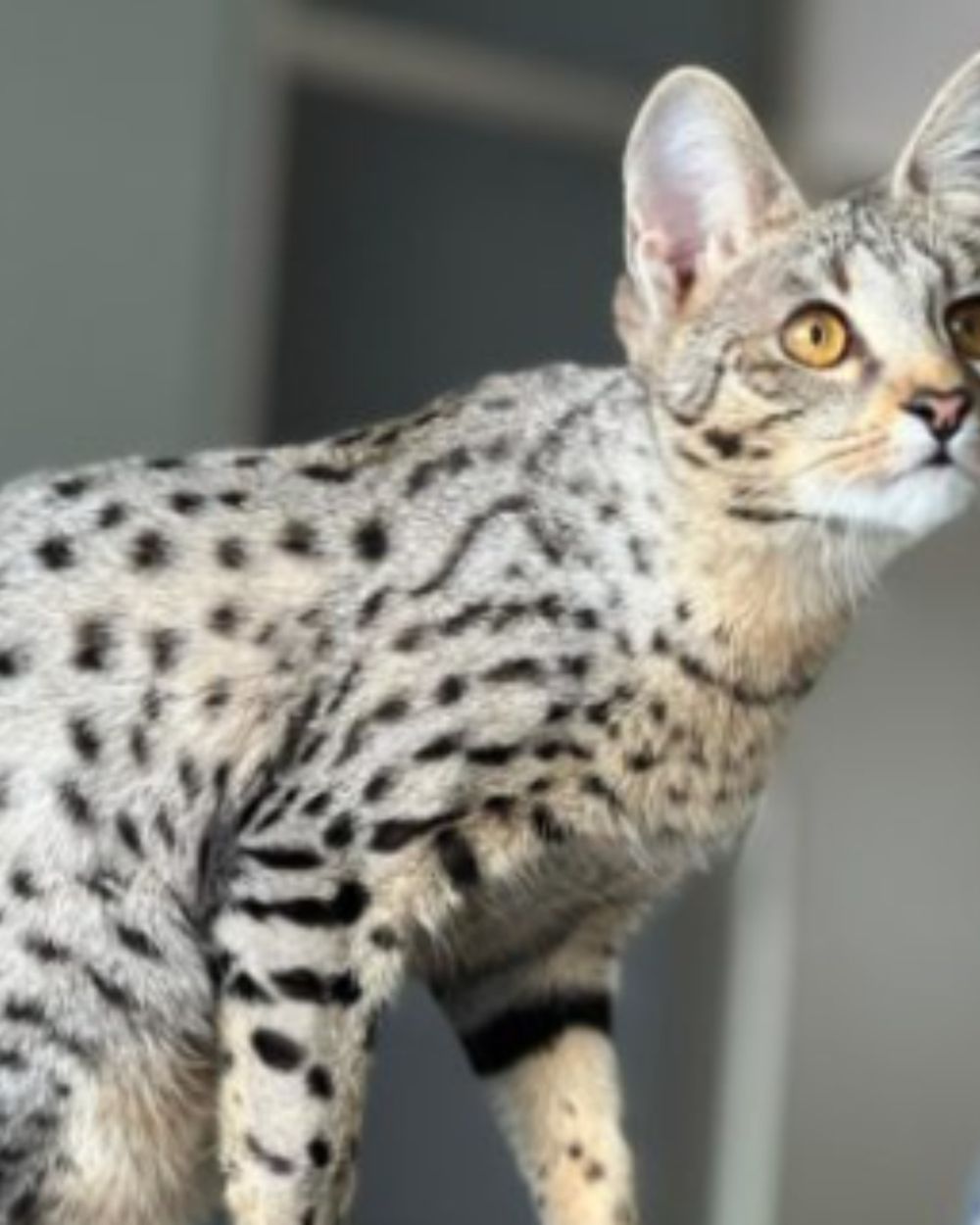 Geen servals of chinchilla's meer houden of fokken: honderden ...