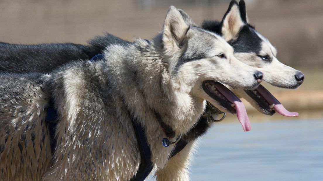 Niet de husky's uit het verhaal.