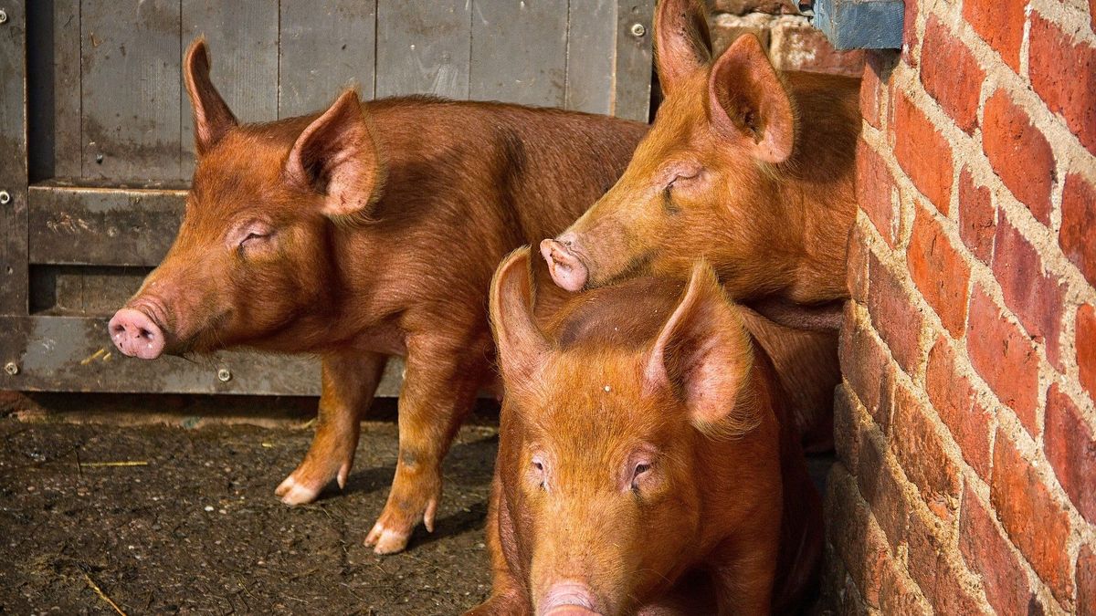 Vijftien varkens kortwieken woekerende bramen in Peize