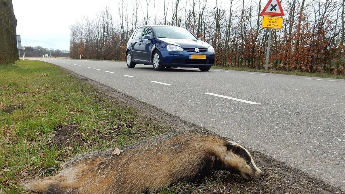 Grote dassensterfte tussen Linne en Sint Odiliënberg