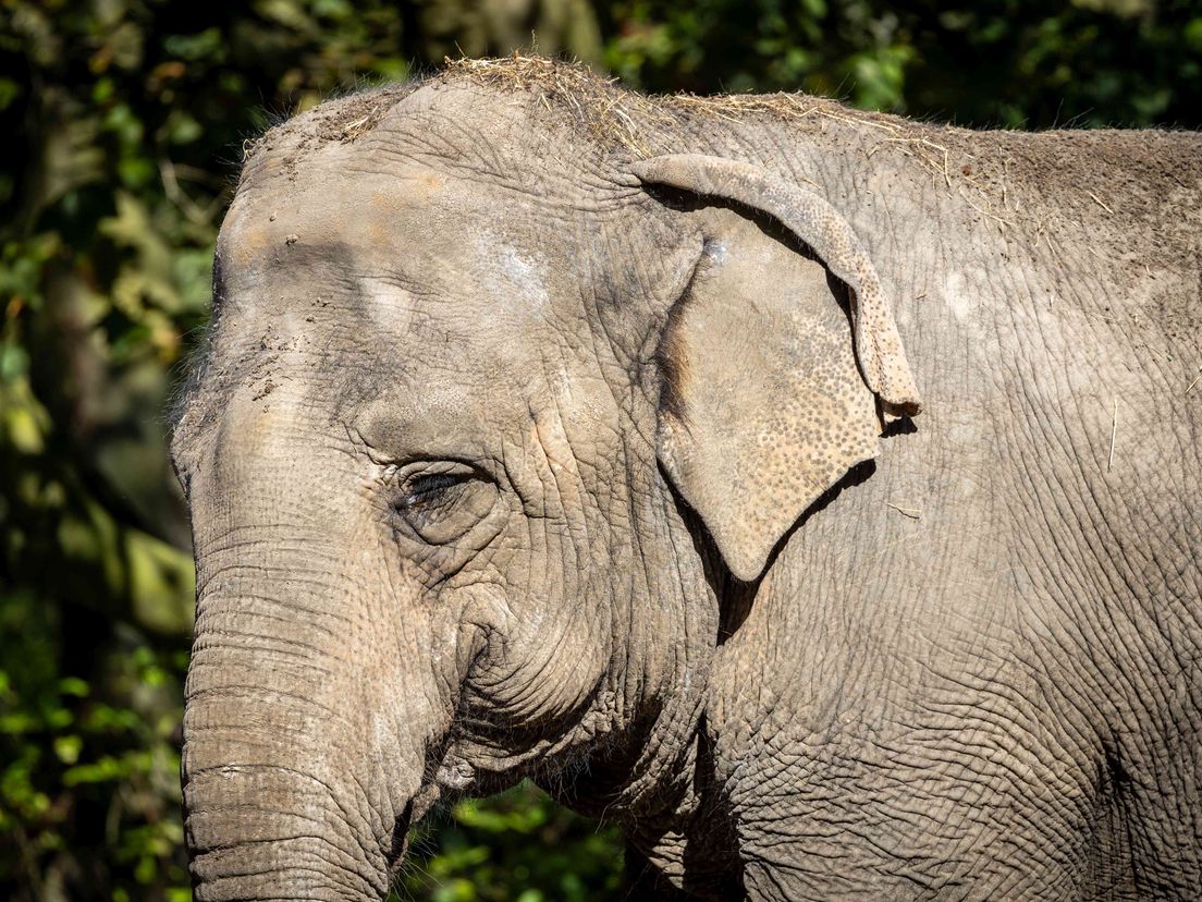 Olifant Irma was 53. Ze was gemakkelijk te herkennen door de kenmerkende, naar binnen gevouwen oren.