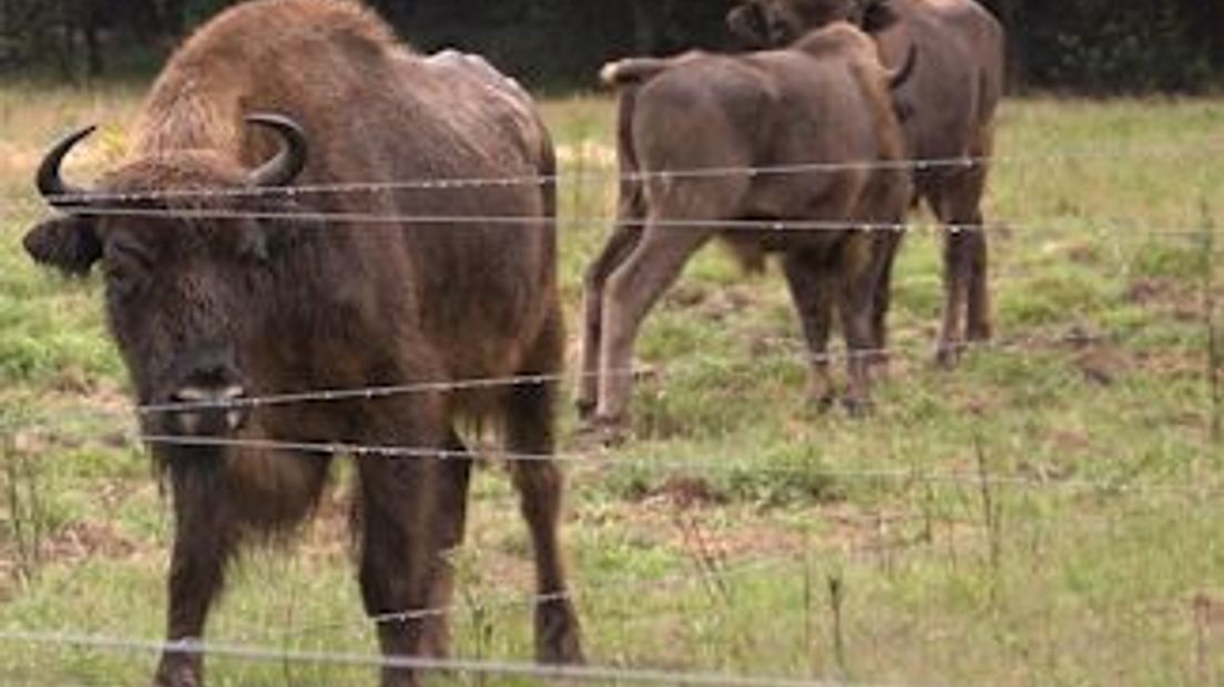 Ze hebben er een jaar op moeten wachten. De kudde wisenten die in een 400 hectare groot natuurgebied bij Radio Kootwijk loopt, heeft eindelijk weer een stier. De stier kwam niet alleen, want ook kwam er nog een 1-jarige bizonkoe mee uit Polen.