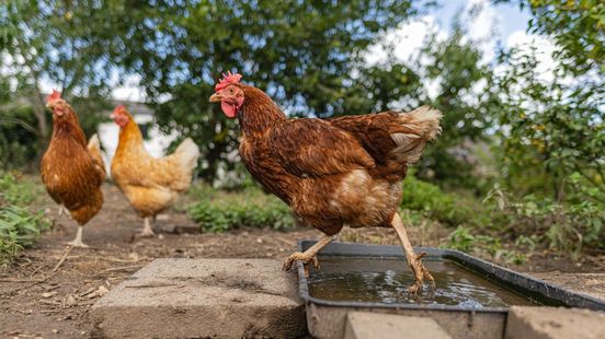 Opnieuw vogelgriep vastgesteld bij hobbyboer