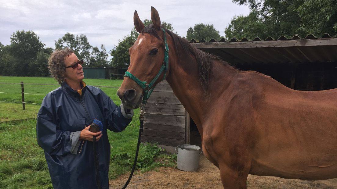 Het 27-jarige paard belandde vanochtend in een sloot in Biggekerke.