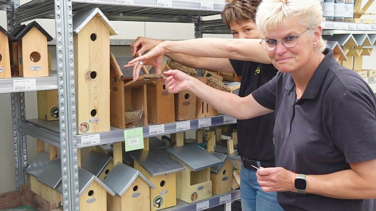 Vogel vindt onderdak in tuincentrum in Rohel: 