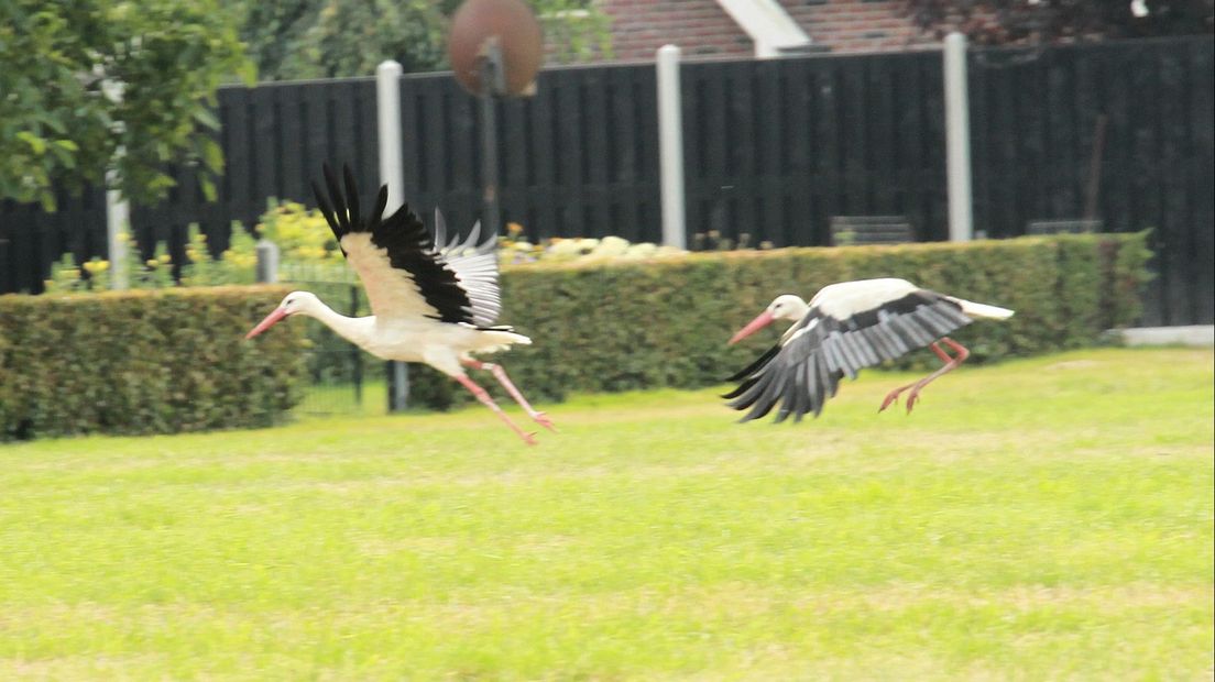 Een geliefde plek voor ooievaars: Den Ham