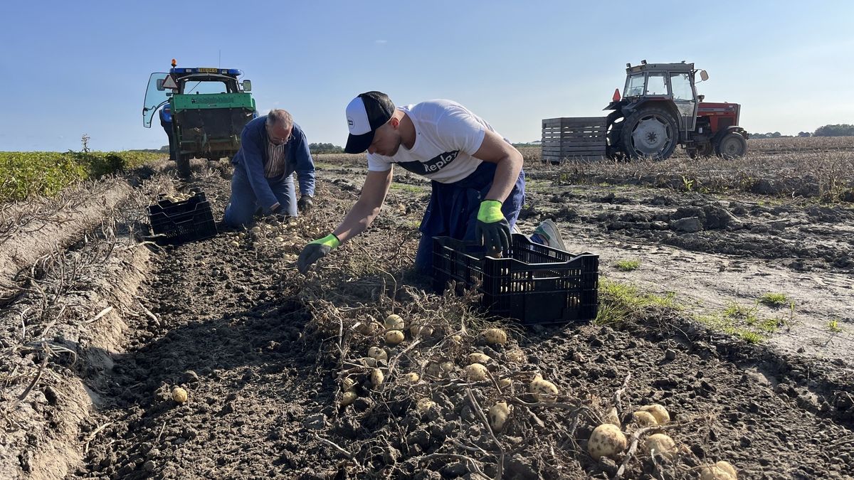 Vader en zoon De Jong halen bij Westhoek de aardappelen met de hand van het land