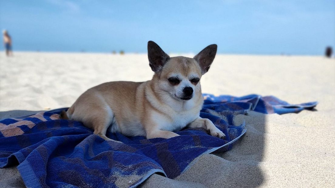 Elvis de hond vindt het heerlijk verfrissend op zijn Omroep West strandlaken in Kijkduin