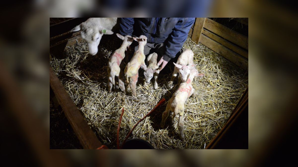 Lammetjesvijfling geboren in Oldetrijne
