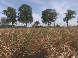 Oost-Nederland wil snel actie: droogte is een probleem van nú