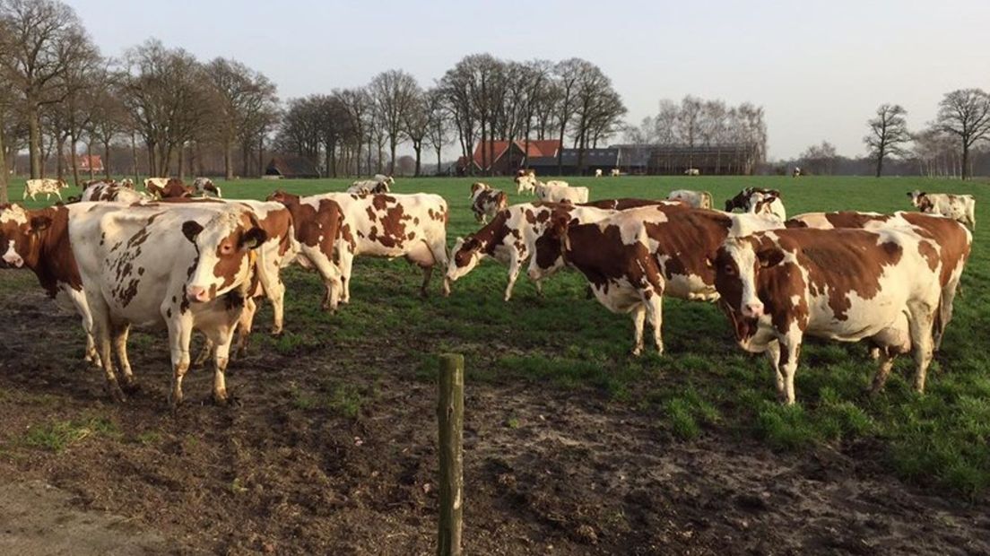 Oudere boeren hebben moeite om een bedrijfsopvolger te vinden