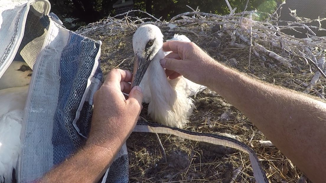 De pasgeboren ooievaars in Herwijnen hebben het moeilijk. Van de bijna veertig vogels die dit jaar in het ooievaarsdorp uit het ei kropen, heeft meer dan de helft het niet gered. Over een paar weken zullen de jonge dieren uitvliegen.