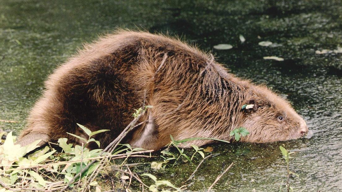 Het is voor het eerst in duizenden jaren dat er sporen van een bever zijn gevonden in Zeeuws-Vlaanderen.