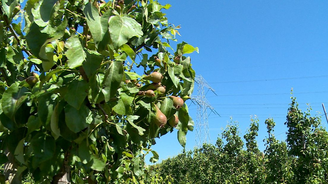 Fruittelers vrezen voor oogst door aanhoudende droogte