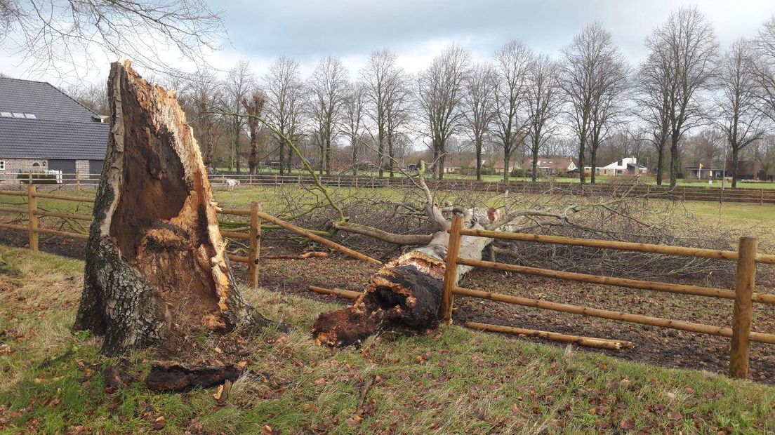 Een omgewaaide boom in Dalen (Rechten:Erwin Kikkers)