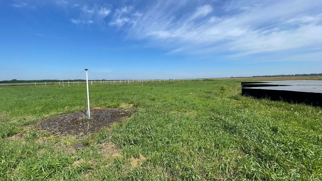 De LOFAR-antennes in het veld bij Exloo