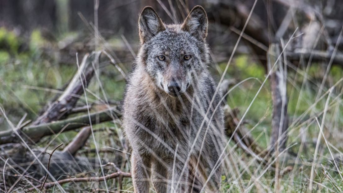 Eén van de inmiddels vele wolven op de Veluwe.