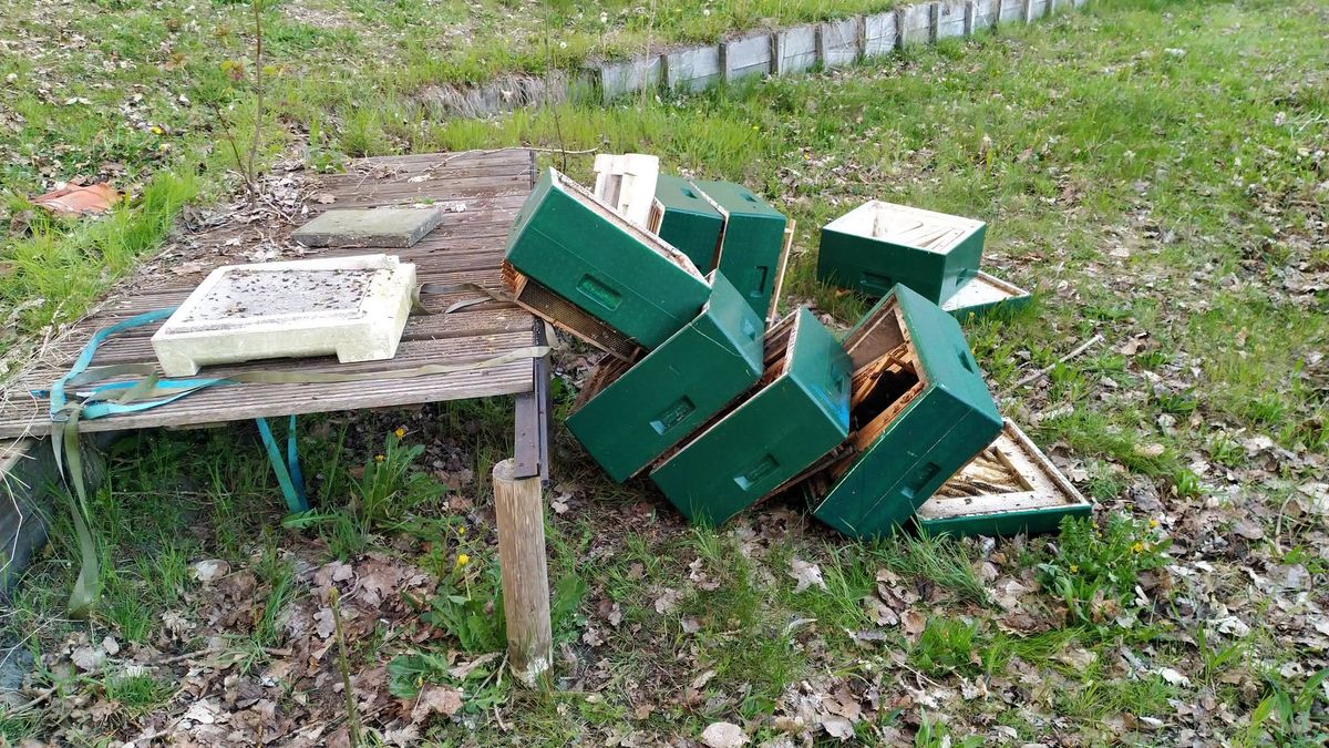 Jongens die bijenkasten in Joure vernielden, helpen imker Peter met de reparatie