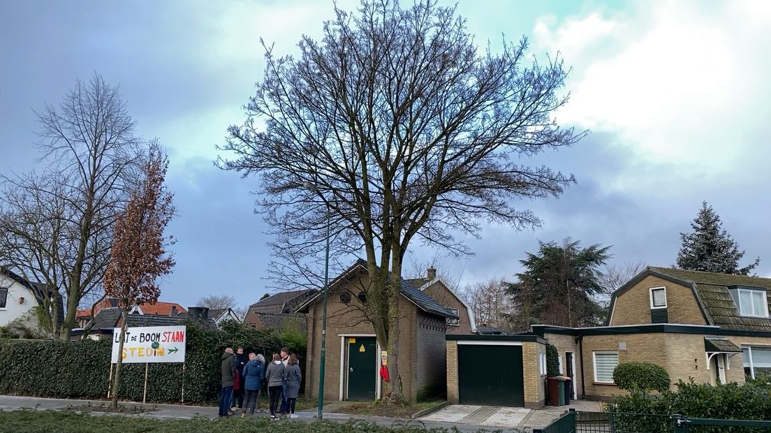 Bewoners komen bij elkaar bij hun geliefde esdoorn