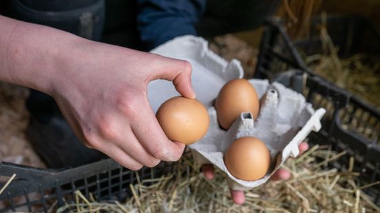 Gezocht: hobbykippenhouders voor aanvullend PFAS onderzoek Steenwijkerland Home