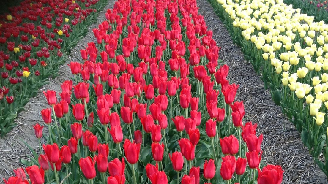 Tulpen in Hillegom (archieffoto Omroep West)