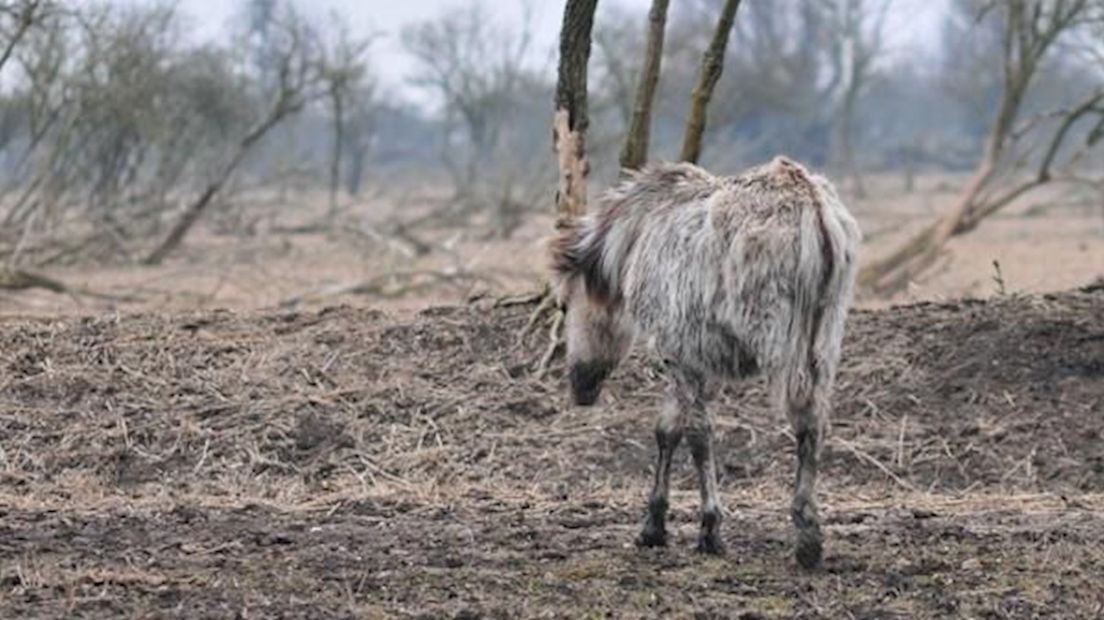 Veulen Oostvaardersplassen