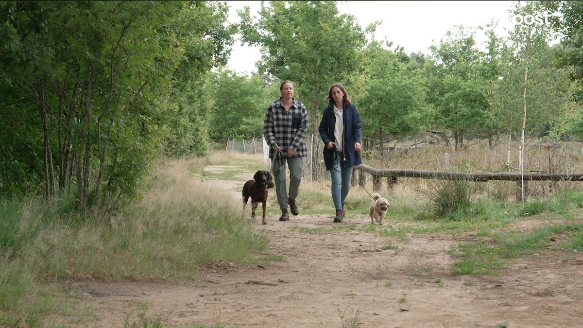Waarom honden in de natuur aan de lijn moeten: 'Ze verstoren dieren en kwetsbare planten'