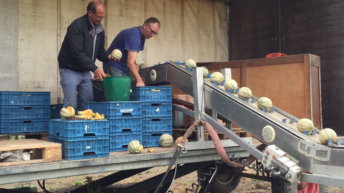 Eerste meloenen van Zeeuwse bodem