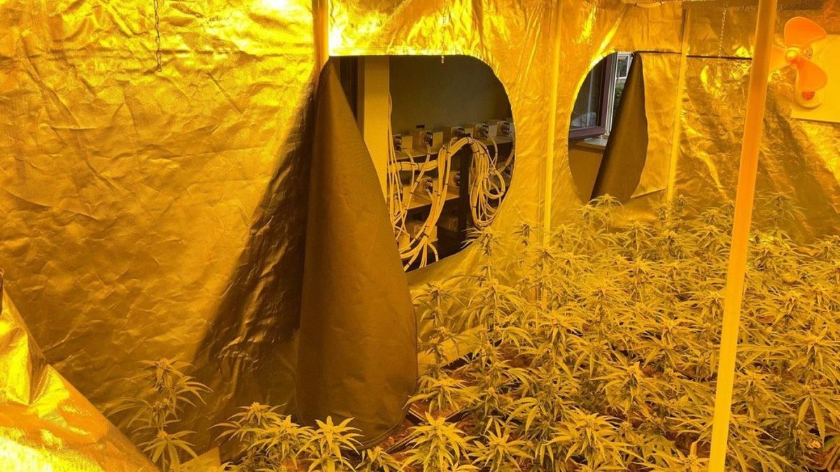 Honderden hennepplanten gevonden in spookwoning