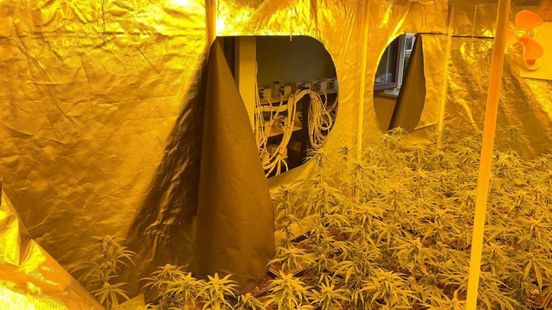 Honderden hennepplanten gevonden in spookwoning
