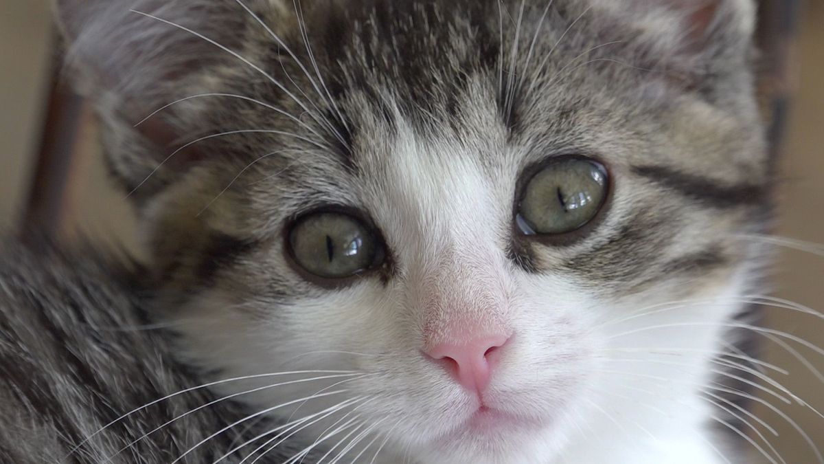 Toenemend aantal gedumpte kittens en andere beesten in Burdaard: 