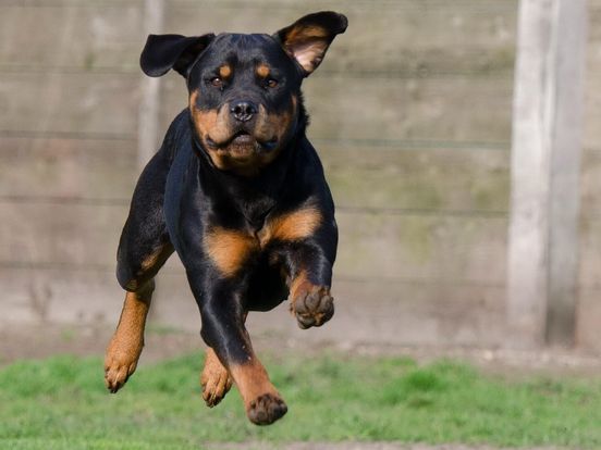 Kennel in Valthermond moet aantal rottweilers terugbrengen: 'Vanaf morgen nog 5 honden'