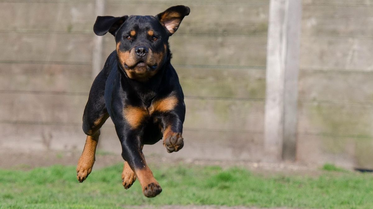 Kennel in Valthermond moet aantal rottweilers terugbrengen: 'Vanaf morgen nog 5 honden'