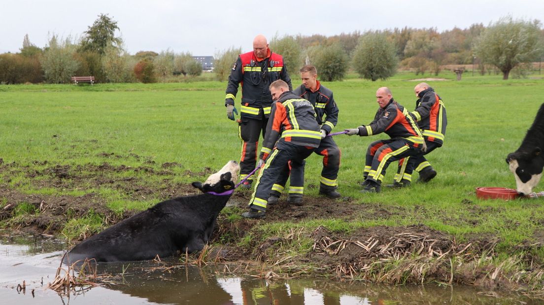 Brandweerlieden hebben een touw om de nek van de koe getrokken om het dier uit het water te helpen
