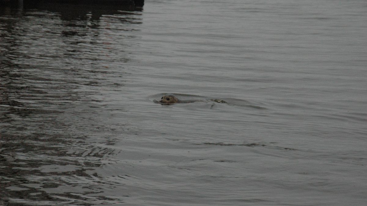 Zeehond in Zuidlaardermeer