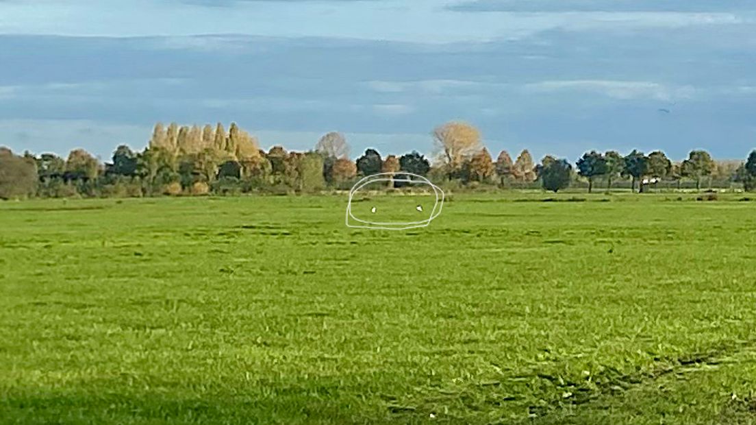 De grote zilverreiger is met een opmerkelijke opmars bezig. Tot het einde van de vorige eeuw werd de witte reiger in Gelderland maar heel zelden waargenomen. Nu zie je er soms tientallen op een dag. Waarom is onze provincie een populaire bestemming geworden?