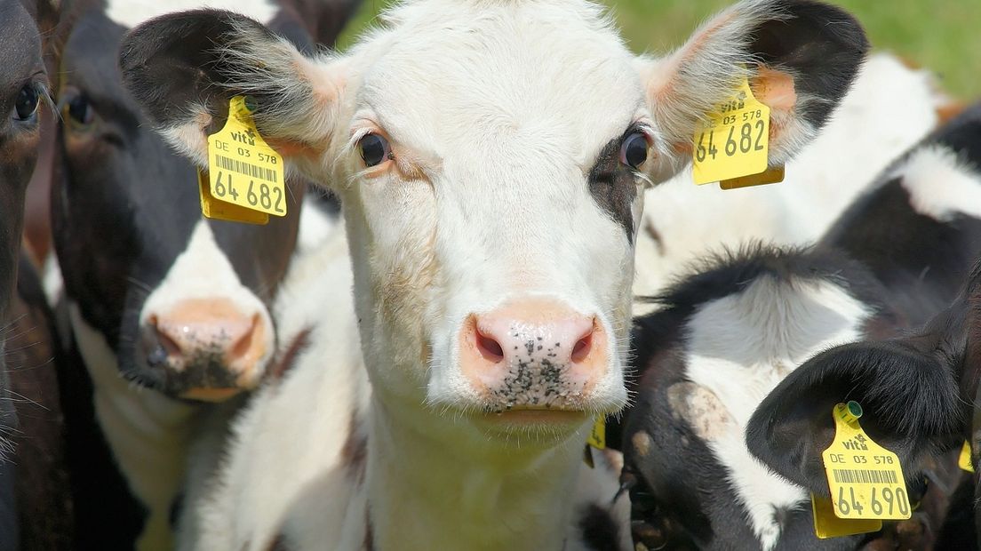 Het aantal koeien moet verminderd worden om fosfaatuitstoot te beperken (Rechten: Pixabay)