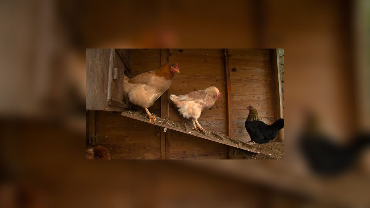Schuilstruiken voor kippen in It Heidenskip toegestaan