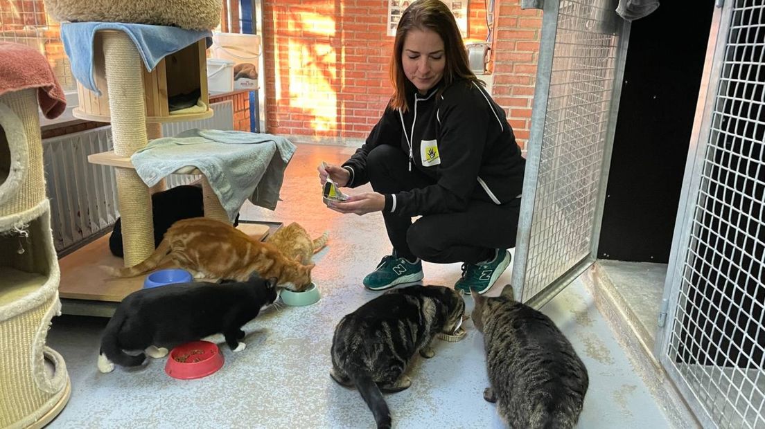 Marianne Koning voert de katten in het asiel in Zuidwolde