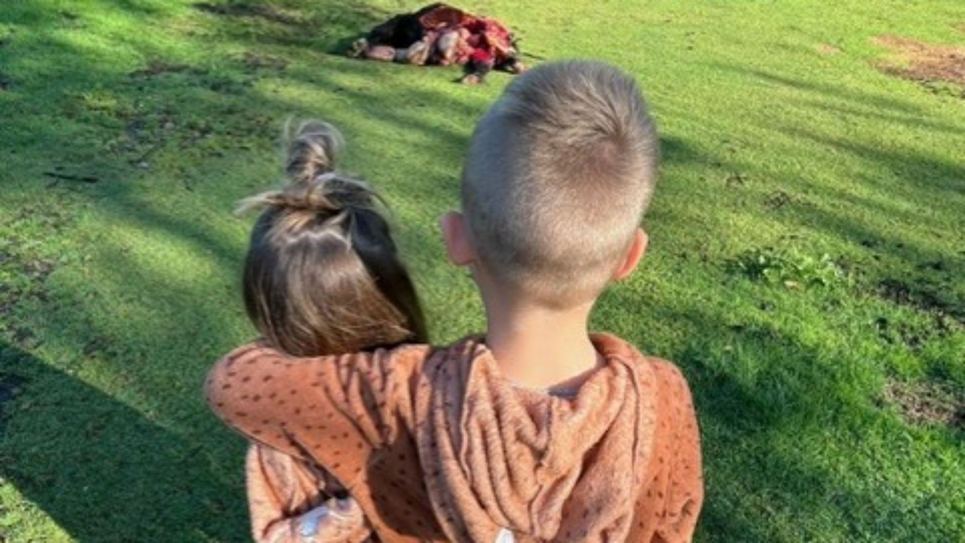 Pony Zwartje 'half opgegeten' in weiland, verdriet bij jonge eigenaresse