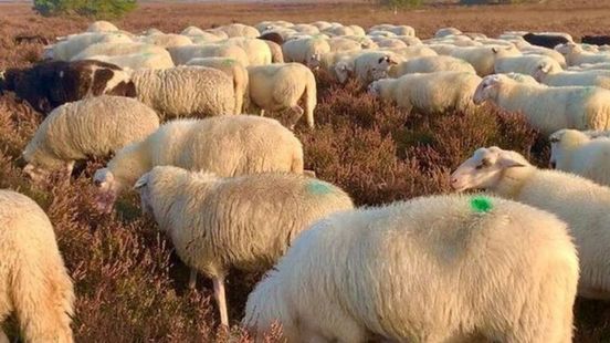 Meepraten over nieuwe locatie schaapskooi duurt nog even