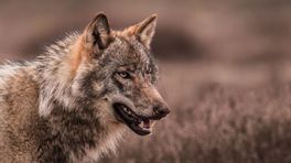 Sem (12) 'schiet' eindelijk de Veluwse wolf: 'Ik was zo blij!'