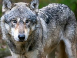 Hoe gefaarlik is in wolf foar minsken? "Ik ben banger voor honden"
