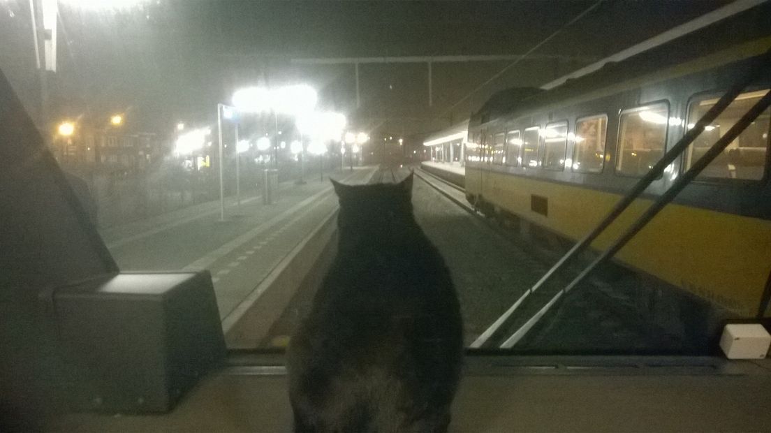 Kat reist naar Zwolle (Rechten: Facebook/Vincent Mepschen)